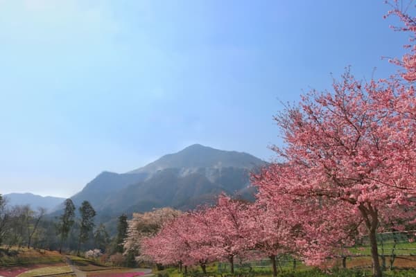 羊山公園　桜
